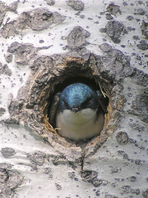 Trees Swallows Houses