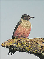  Lewis's Woodpecker; photo by Len Blumin