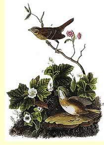  Lincoln's Sparrow or Bunting by Audubon  