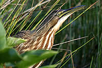  American Bittern, photograph Calvin Lou  