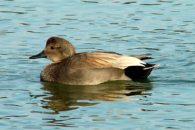 male gadwall