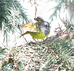  MacGillivray's Warbler, North Mountain Park, Ashland.  Photo: Harry Fuller  