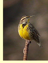  Western Meadowlark.  Photo by Leo Blumin   