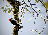  Acorn Woodpecker.  Photo by May Woon  