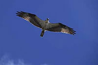  Soaring Osprey.  Photo by Julie Talcott-Fuller  