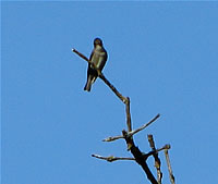 Olive-sided Flycatcher.  Photo by Harry Fuller  