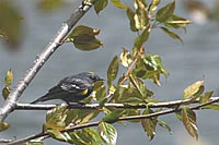  Yellow-rumped Warbler.  Photo by Julie Talcott-Fuller  