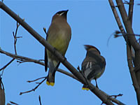   Waxwings  