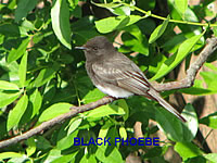  Black Phoebe 