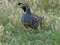  California Quail (male)  