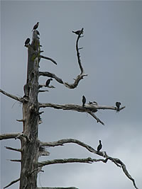  Cormorant colony;  photo by Harry Fuller  
