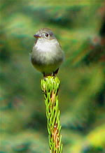  Dusky Flycatcher.  Photo by Harry Fuller  