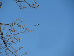  Bald Eagle.  Photo by Harry Fuller  