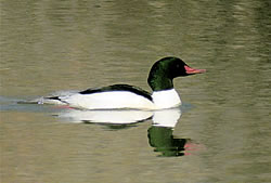  Common Merganser (male).  Photo by Harry Fuller  