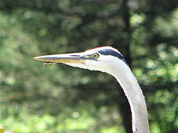  Great Blue Heron.  Photo by Harry Fuller  