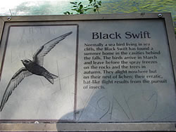  Black Swift sign  