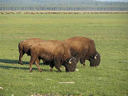  Ranch bison.  Photo by Harry Fuller. 