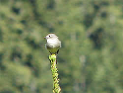  Calliope Hummingbird.  Photo by Harry Fuller. 