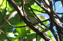  Cassin's Vireo.  Photo by Harry Fuller. 