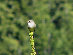  Dusky Flycatcher.  Photo by Harry Fuller. 