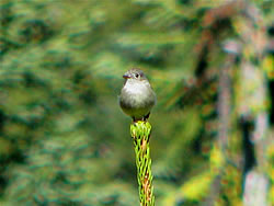  Dusky Flycatcher.  Photo by Harry Fuller. 