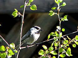  Mountain Chickadee.  Photo by Harry Fuller. 