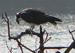  Osprey, dining.  Photo by Harry Fuller. 