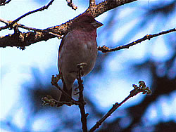 Purple Finch (male).  Photo by Harry Fuller. 