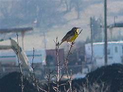  Western Meadowlark.  Photo by Harry Fuller. 