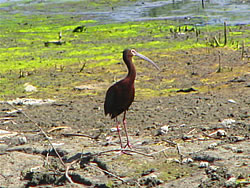  White-faced Ibis.  Photo by Harry Fuller. 