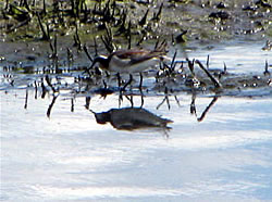  Wilson's Phalarope with reflection.  Photo by Harry Fuller. 