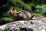  Golden-mantled Ground Squirrel.  Photo by Harry Fuller  