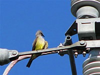  Kingbird 