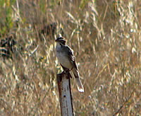  Lark Sparrow  