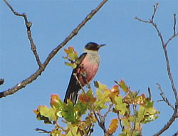  Lewis's Woodpecker.  Photo by Harry Fuller.  