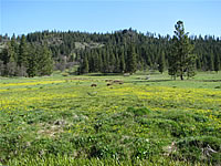  Willow Witt Ranch meadow  