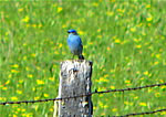  Mountain Bluebird.  Photo by Harry Fuller  