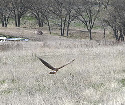  Northern Harrier in flight.  Photo by Harry Fuller.  