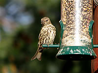  Pine Siskin;  photo by Harry Fuller  