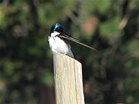  Tree Swallow;  photo by Harry Fuller  