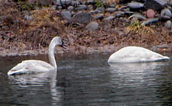  Young Trumpeter Swans.  Photo by Harry Fuller.  