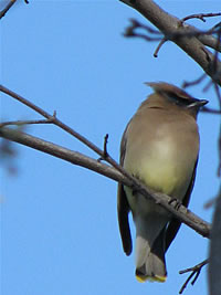  Waxwing  