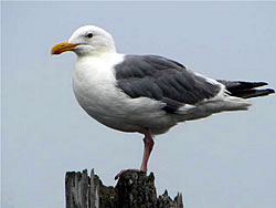  Western Gull.  Photo by Harry Fuller.  