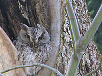  Western Screech Owl 