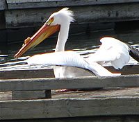  White Pelican;  photo by Harry Fuller  