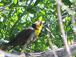  Yellow-headed Blackbird.  Photo: Harry Fuller 