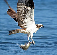  Osprey - photograph by Don Bruschera  