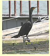  Pelagic Cormorant (photographer Calvin Lou)  