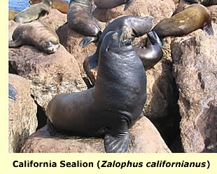  Californian Sealion; photo  Roy Hodson  