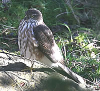  Juvenile Sharp-shinned Hawk - photograph by Dr Tom Kuhn  